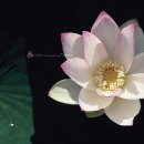 연화 이미지