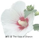 The Rose of Sharon 신의 꽃-무궁화 이미지