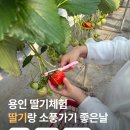 좋은날 | 용인 딸기 체험: 딸기랑 소풍가기 좋은날 아이랑 방문 후기