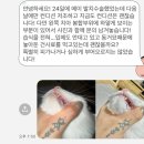 강북동물병원 | 메이(a.k.a.진상)의 치아흡수병변 치료 끝 / 강북구 동물병원 / 루시드 메디컬 센터 미아본점 - 고양이...