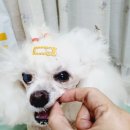 멀티플란트 덴탈 랩 | 청담닥터스랩 기능성사료 간식 덴탈껌 데일리솔류션