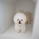 소문켄넬 이미지