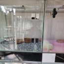 워킹퍼피 이미지