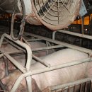 보다더동물농장 이미지