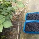 가마골농장 이미지