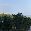 푸코펫 이미지