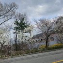 오산리최자실기념금식기도원 | [파주벚꽃] 파주 벚꽃하면 생각나는 오산리 기도원(4월6일)