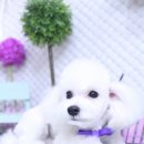 엘리펫 살롱 이미지