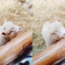 나실목장 이미지