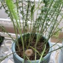 버섯애가 이미지