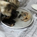 바다장어곰장어 네이버블로그