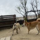 양평애견호텔 이미지