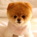 구산동 강아지 이미지