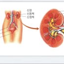 급성신우신염(Acute pyelonephritis)에 대하여 알아봅시다 이미지