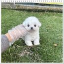 강아지분양 애견분양 퍼피플라워 중랑점 이미지