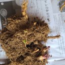 금낭화로 이미지