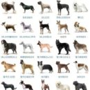 강아지집 이미지