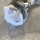 냥이 싸롱 이미지