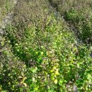 두일농장 이미지