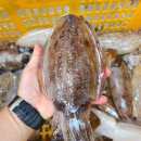 신안우럭 이미지