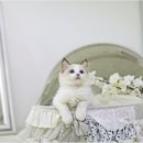 고양이라서 행복해 이미지