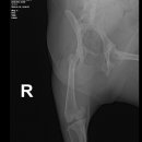 의정부24시IU동물병원 이미지