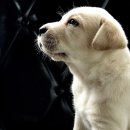 도그소사이어티 | 구정연 리얼 소사이어티 : 보니샵 etc