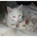 여장부(2농장) 이미지