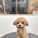 댕스베리 이미지