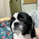 따스하개 이미지