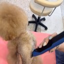 산두로펫살롱 이미지