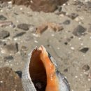 로뎀펜션하우스 이미지