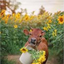 못된송아지 이미지