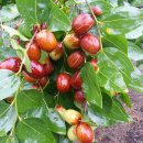 오곡농장 이미지