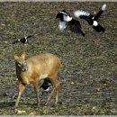 고라니와 까치 이미지