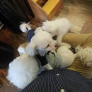 동건스애견카페 이미지