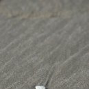 해송과 바다 이미지