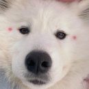 보라눈나 이미지