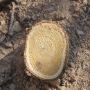 신통한방병원 | 옻나무 효능과 삼충을 죽이고 염증제거 항암효능