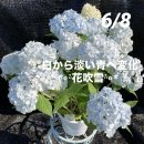 하나후부키(꽃눈보라)-Hydrangea serrata 'Hanafubuki' (花吹雪) 이미지