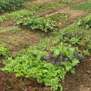 양수농장2 이미지