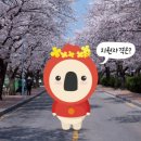 오즈렌터카 네이버블로그