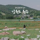 원주굽이길 4코스 꽃양귀비길 | 강원도 원주 풍경 맛집 용수골 꽃양귀비 축제 그리고 서곡막국수