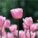 튜울립 이미지