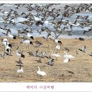 철새-1 이미지