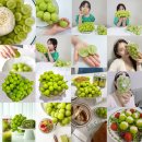 토러스농장 | 크기 대박, 당도 높은 프리미엄급 샤인머스켓 3만원 대에 살 수 있다고요?? 영딜 공구 당일 발송 토러스팜