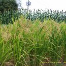 대화초등학교 이미지