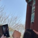 통도사(부산) | 부산 양산 홍매화 [통도사] 다녀온 후기 😎