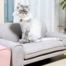 오로라펫 이미지