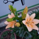 백합미용실 이미지